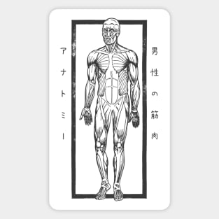 Anatomy Muscles of a Man with Japanese Kanji Magnet